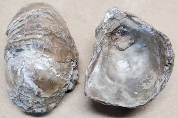 Pelecypod - Devil's Toenail